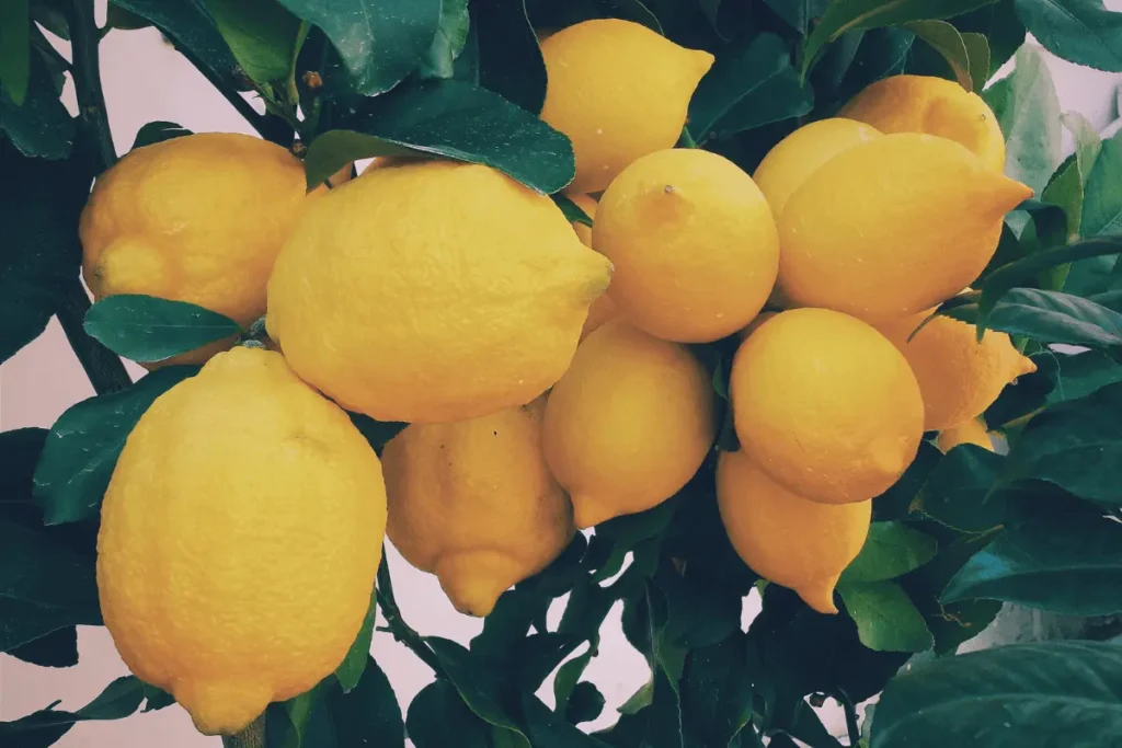 Lemon Fresh | Cleaning Services Subscription