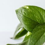 Eco Friendly Cleaning Franchise