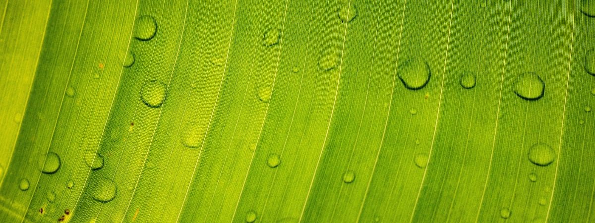 Green leaf with water droplets representing humidity