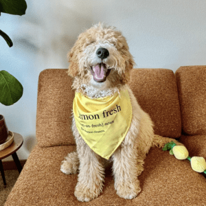 Eco-Friendly Pet Bandana