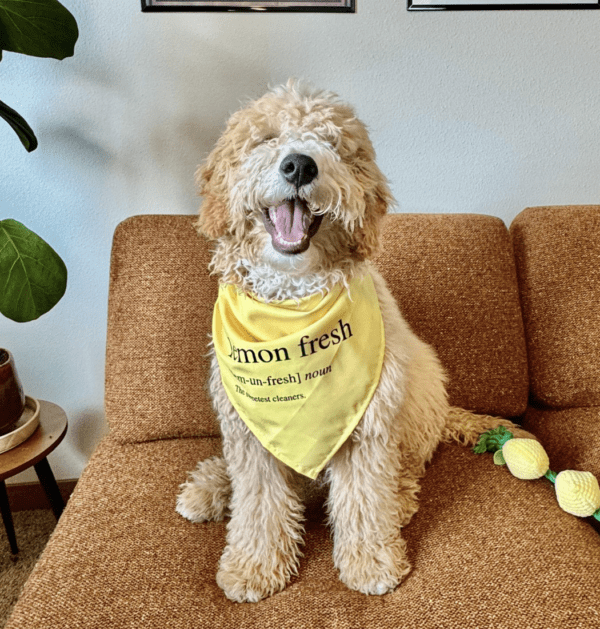 Lemon Fresh Cleaners Pet
