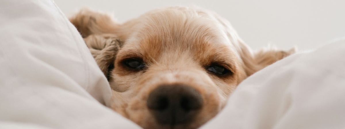 Tan puppy peeking out of white bed sheets
