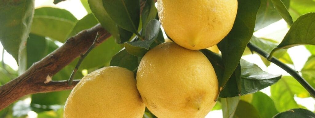 Lemons on the tree, representing the products from a house cleaning company